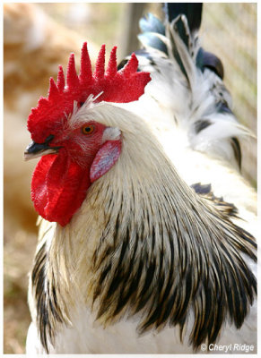 9488- rooster