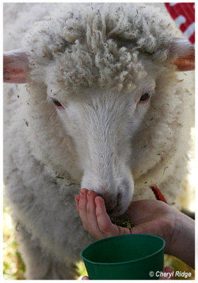 9491- feeding lamb