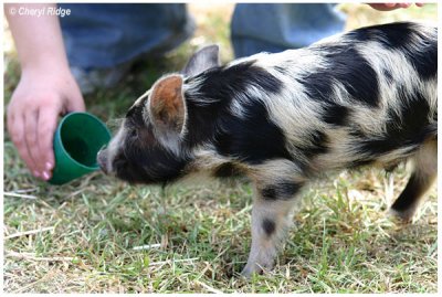 9498- feeding piglet