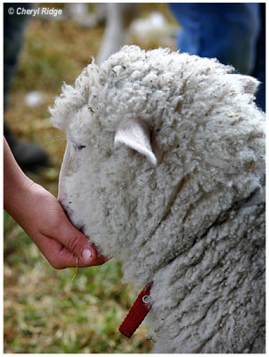 9504- feeding lamb