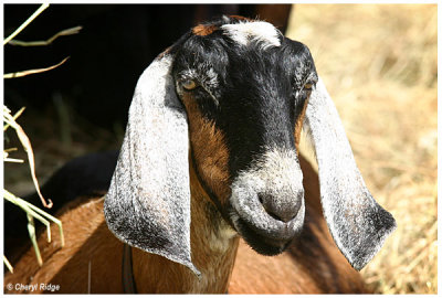 9509-goat
