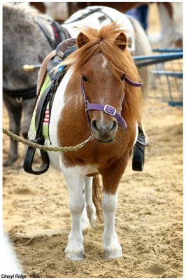 9513- pony rides