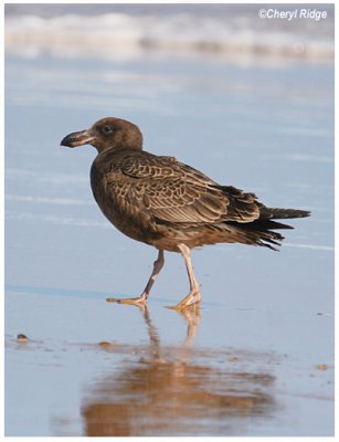 3056 pacific gull (immature)