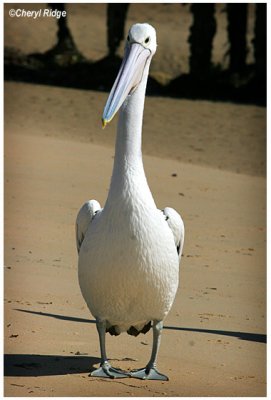 2684-pelican