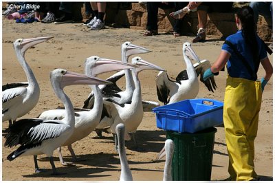 2729- pelican feeding at san remo