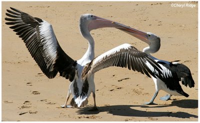 2734- pelicans - locked beaks!
