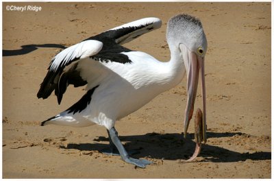 2746-pelican eating fish
