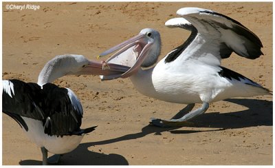 2751- pelicans fighting over fish