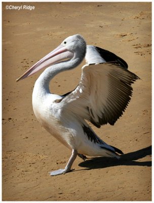 2768- pelican