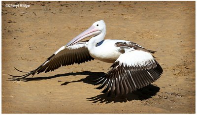 2779- pelican taking off