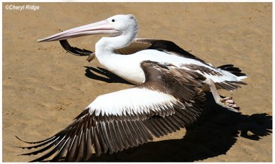 2781- pelican taking off