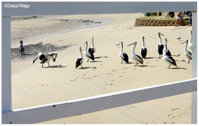 9610- pelicans at san remo jetty