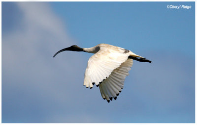 2863- flying ibis