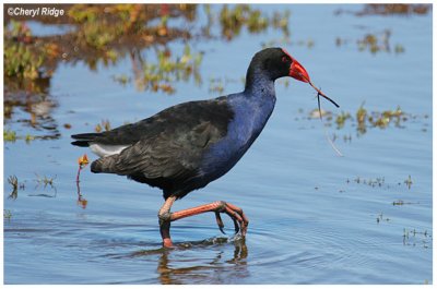 2869 - purple swamphen