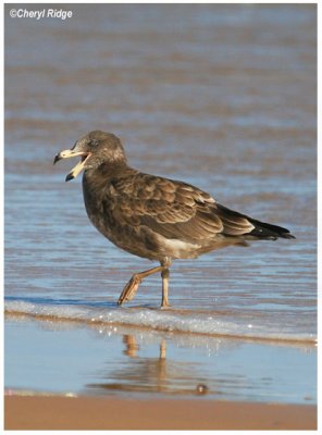 3000-pacific gull - immature or juvenile