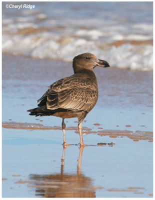 3045- pacific gull - immature or juvenile