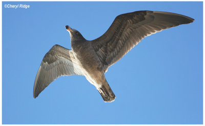 3135-pacific gull - immature or juvenile