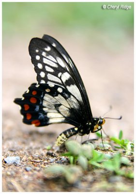 9741- dingy/dainty swallowtail butterfly