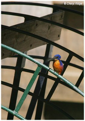 3576- azure kingfisher perched on paddle wheel