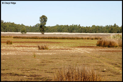 0006-dry reed beds