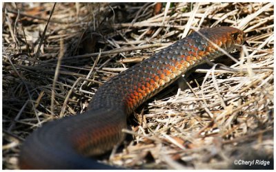 2844- copperhead snake