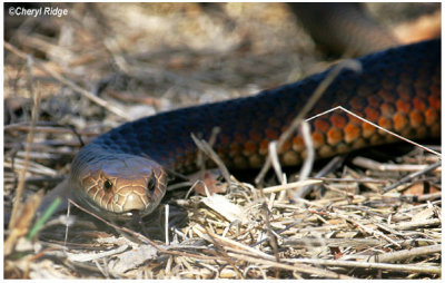 2852- copperhead snake