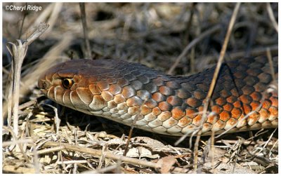 2860- copperhead snake