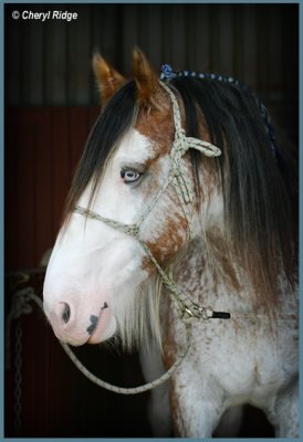 9384- clydesdale