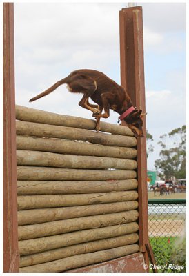 2522- country show - dog high jump