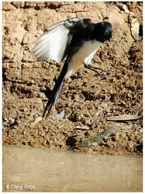 0236- willie wagtail bathing in a dam