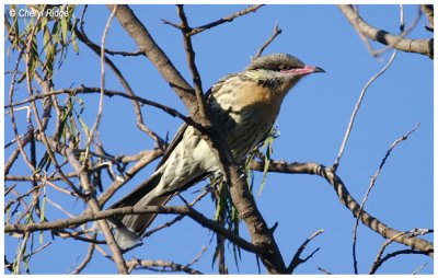 9882- spiny cheeked honeyeater