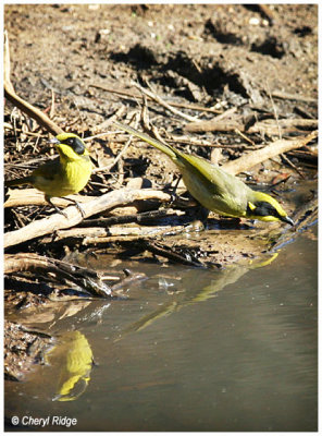 0178- yellow tufted honeyeaters at dam