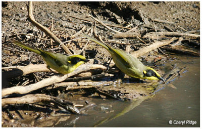 0179- yellow tufted honeyeaters at dam