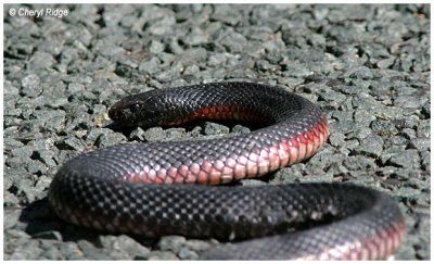 3604- red bellied black snake