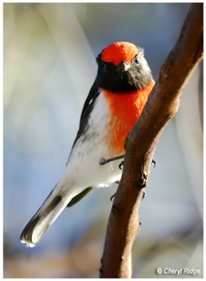0144- red capped robin