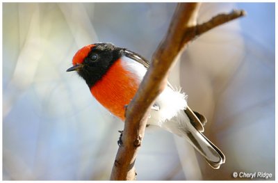 0145- red capped robin