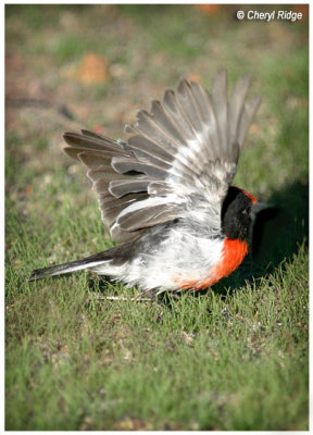0082b- red capped robin