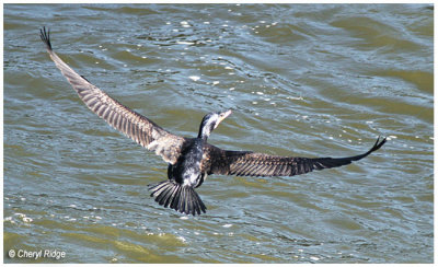 3501- Great cormorant flying