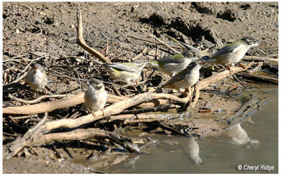 0193- brown headed honeyeaters at dam