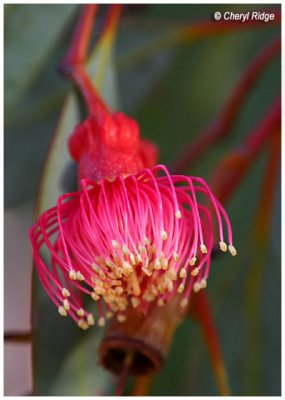 9839- flower