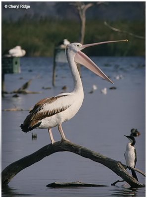 3808- pelican and cormorant