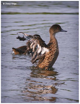3741 duck