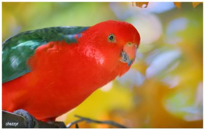 3936- king parrot (male)