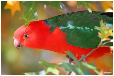 3947- king parrot (male)