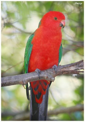 3959- king parrot (male)