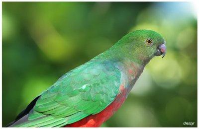 3966- king parrot (female)