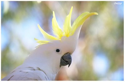 3948- sulphur crested cockatoo