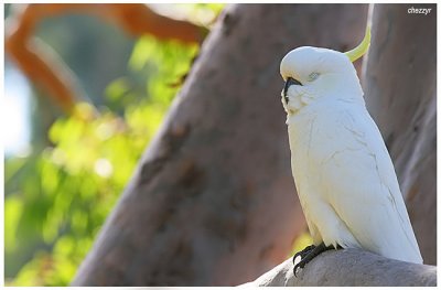 3989- sulphur crested cockatoo