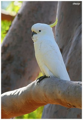 3991- sulphur crested cockatoo