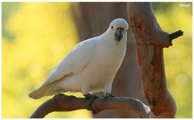 3996- sulphur crested cockatoo